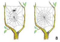 örümcek ağını nasıl örer